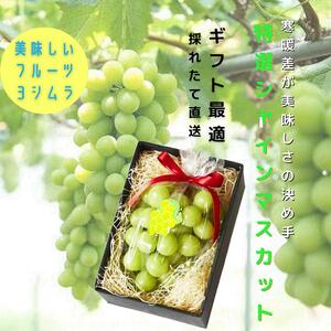 秋田県産シャインマスカット 贈答用 １房【乳酸菌散布】【BARU バイオジャパン吉村株式会社】[B99006]