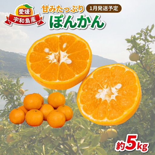 愛媛みかん ポンカン 5kg 家庭用みかん 協徳ガーデン 先行予約 愛媛 B016-178002
