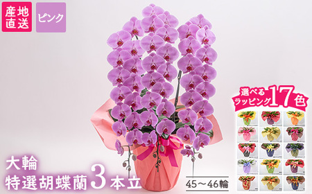 [栃木県宇都宮産]特選胡蝶蘭(大輪)ピンク 3本立 45〜46輪クラス ※離島への配送不可