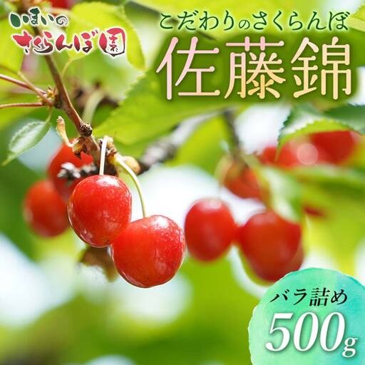 【令和9年産先行予約】こだわりのさくらんぼ「佐藤錦」（Lサイズ以上）バラ詰め 500g いまいのさくらんぼ園 K-935