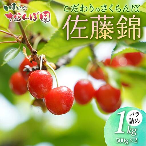 【令和9年産先行予約】こだわりのさくらんぼ「佐藤錦」（Lサイズ以上） バラ詰め 1kg(500g×2)　いまいのさくらんぼ園 K-966