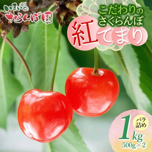 【令和9年産先行予約】こだわりのさくらんぼ「紅てまり」（Lサイズ以上）バラ詰め 1kg いまいのさくらんぼ園 K-966