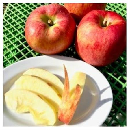 岩手県岩泉町産りんご(3キロ:約6個)希少品種!「大夢(おおゆめ)」岩手沿岸地域のみで育てる新品種 _果物・フルーツ りんご リンゴ 林檎_