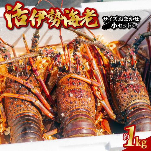期間限定 大容量 伊勢海老 贅沢 約1kg サイズおまかせ 伊勢えび いせえび イセエビ 海老 えび エビ 海鮮
