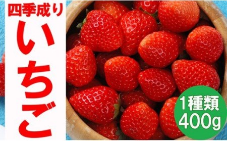 四季成りいちご 品種おまかせ 1種類 400g[ なつあかり 信大BS8-9 夏の輝 夏のしずく すずあかね ]いちご