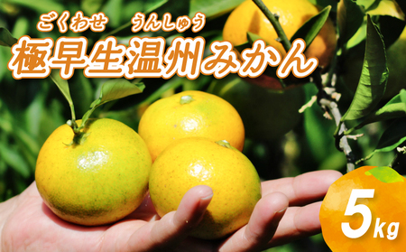【順次発送中】 極早生 温州みかん 5kg みかん 柑橘 【NO0011】