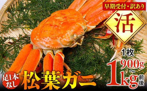 【早期受付】【活】足1本なし 訳あり 松葉ガニ 特大1枚（900g～1kg前後）| カニ 松葉ガニ タグ付き※着日指定不可 ※2026年11月上旬頃から順次発送予定