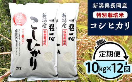 48-8N10Z【12ヶ月連続お届け】新潟県長岡産特別栽培米コシヒカリ10kg