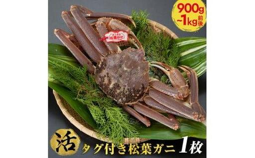 【早期受付】【活】タグ付き 松葉ガニ  特大1枚（900g～1kg前後） ※着日指定不可※2026年11月上旬頃から順次発送予定 松葉ガニ