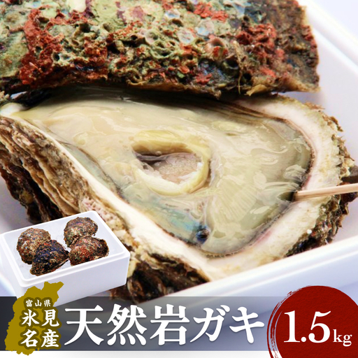 【冷蔵便】生食可能！氷見産 天然岩ガキ 1.5kg（3～5個入）