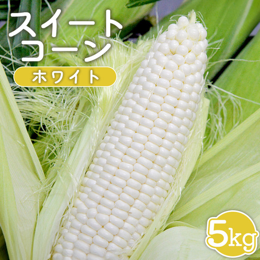 【先行受付】 スイートコーン（ホワイト）5kg【令和8年8月1日頃～15日頃発送】【1201902】