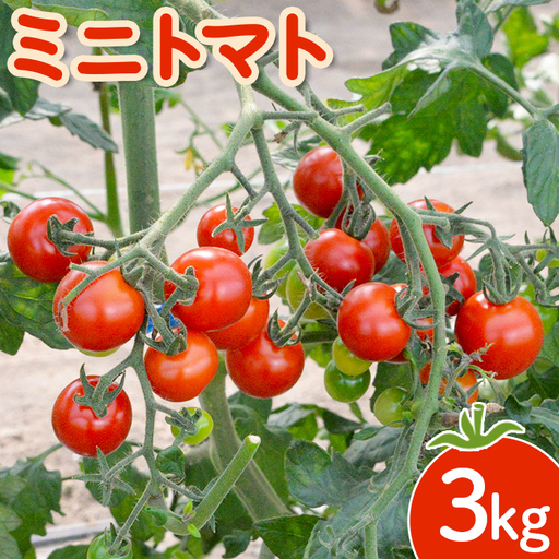 [先行受付] ミニトマト 3kg[令和8年7月下旬〜9月発送]
