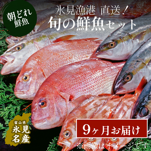 天然のいけす 富山湾 氷見漁港 旬の鮮魚セット定期便9ヶ月連続※配送地域限定