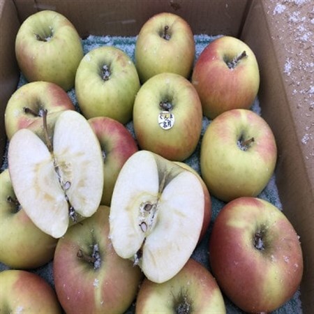 甘くてシャキシャキ!　青森県産りんご　ぐんま名月　贈答用　約5kg　蜜入りも!_果物・フルーツ りんご  リンゴ 林檎_【1342668】