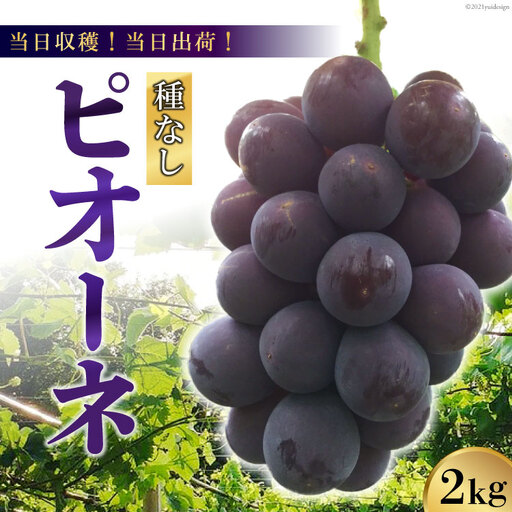 [2026年発送][当日収穫!当日出荷!]ピオーネ(種なし)約2kg