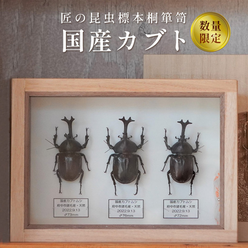 [数量限定]匠の昆虫標本桐箪笥「国産カブト」 No.575