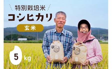 【期間限定発送】 米 令和6年 特別栽培米  コシヒカリ 玄米 5kg ×1