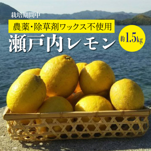 レモン【先行受付】【2026年12月以降発送】【栽培期間中農薬・除草剤不使用】離島 佐木島！レモン 約1.5kg   広島 三原 佐木島 鷺島みかんじま 017007