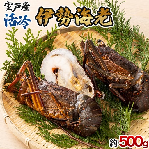 室戸産活冷伊勢海老【約５００g】