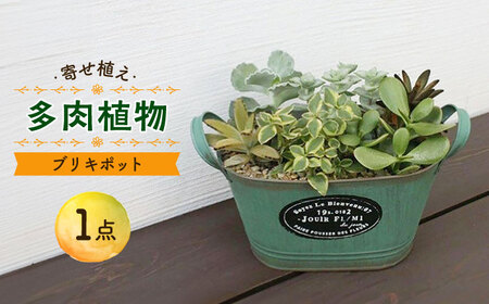 多肉植物の寄せ植え / 多肉植物 おしゃれ ブリキ ポット インテリア / 大村市 / アトリウム琴花園[ACZZ001]