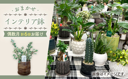 [6回定期便] おまかせ そのまま飾れる インテリアグリーン / 観葉植物 鉢植え 鉢 植物 花 フラワー 旬 育てやすい 寄せ植え おしゃれ インテリア プランター / 大村市 アトリウム琴花園[ACZZ007]