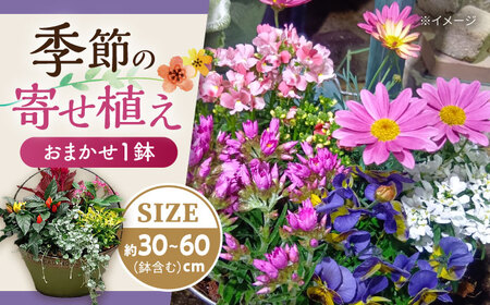 おまかせ 季節の寄せ植え プランター 1鉢 / 観葉植物 鉢植え 鉢 植物 花 フラワー 旬 育てやすい 寄せ植え おしゃれ インテリア プランター / 大村市 /アトリウム琴花園[ACZZ008]