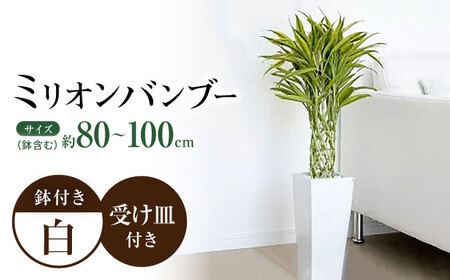 観葉植物 萬年竹（ミリオンバンブー） ロングスクエア陶器鉢植え（80～100cm前後） / 室内観葉植物 インテリア ロングスクエア 大型 おしゃれ 鉢植え / 大村市 /琴花園 [ACYK005]