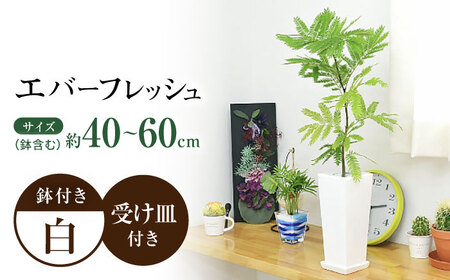 観葉植物 エバーフレッシュ ネムノキ 陶器鉢 角型 / 観葉 植物 [ACYK019]