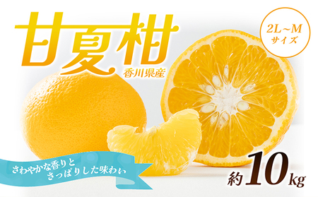 甘夏柑 柑橘 フルーツ あまなつ 香川県産 甘夏柑【約10kg】