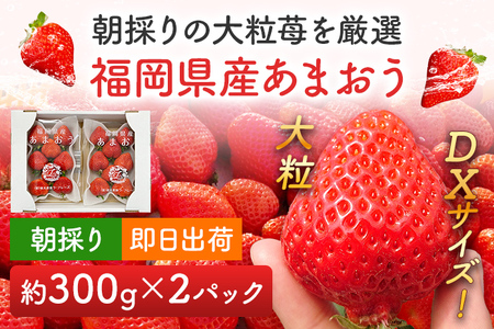 あまおう 約270g×2パック おすすめ 福岡県 大木町 BO003 【2026年12月下旬～2025年4月末頃にかけて順次出荷予定】いちご フルーツ 苺