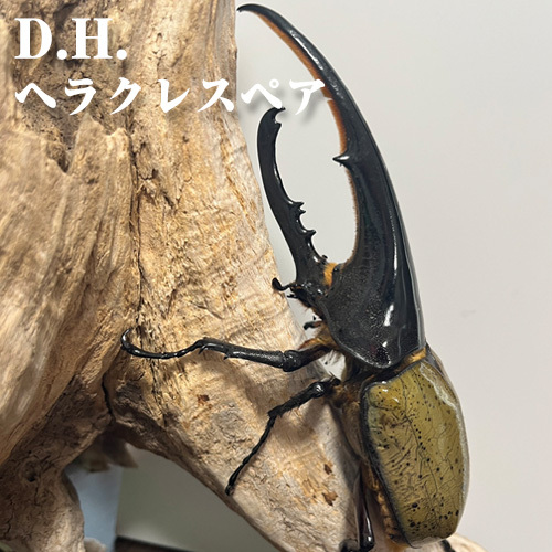 D.H.ヘラクレスペア[♂:140mm台/♀:フリーサイズ] No.230