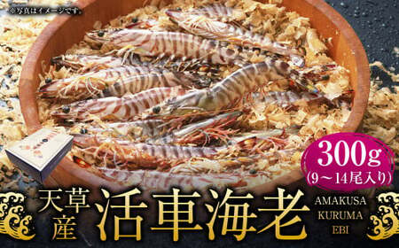 【配送指定日必須】天草産 活車海老 300g【発送期間2026年11月6日～2027年3月31日】9～14尾入り 車海老 車エビ 活き車エビ 活き車海老 海老 エビ えび 刺身 お刺身 刺し身 生食 魚介 魚介類 活き海老 新鮮 常温 九州産 九州 国産 上天草市 海の幸 海鮮 日付指定 生きたまま発送 常温