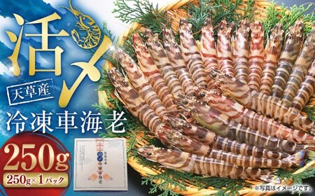 株式会社フジオカ 天草産 活〆 冷凍 車海老 250g または 500g 特大 1パック
