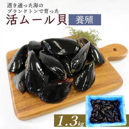 期間限定 活ムール貝 1.3kg 国産 冷蔵 ＼ ムール貝 ／