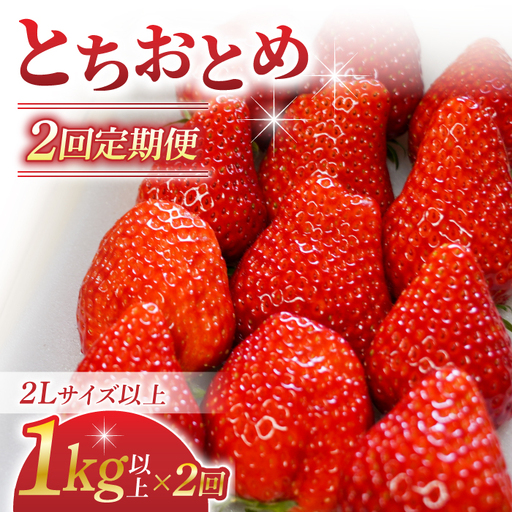 【2回定期便】長野県産いちご「とちおとめ」（1kg以上）｜BERRY PLANTS FACTORY 東御市産