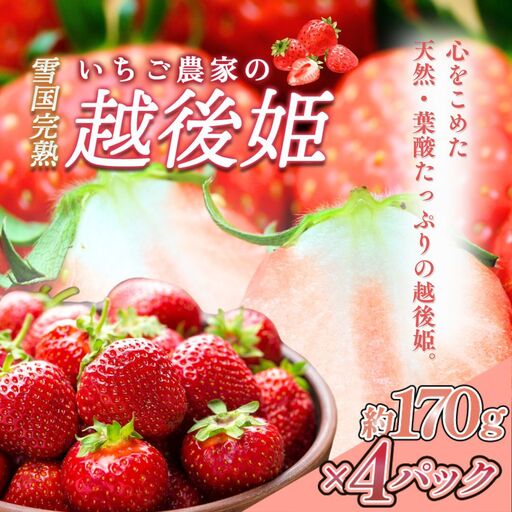 【先行予約】越後姫 いちご 雪国完熟 約170g×4P 越後姫 フルーツ