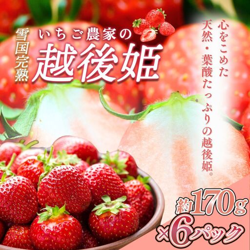 【先行予約】越後姫 いちご 雪国完熟 約170g×6P 越後姫 フルーツ