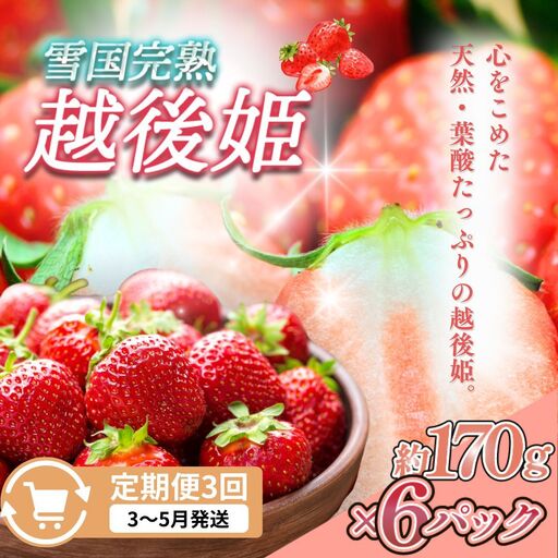 【先行予約 定期便3回】越後姫 いちご 雪国完熟 3〜5月 170g×6回 いちご