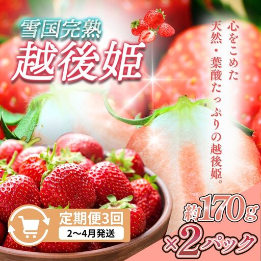 【先行予約 定期便3回】越後姫 いちご 雪国完熟 2〜4月 170g×2回 いちご