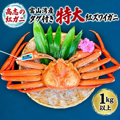 高志の紅ガニ 富山湾産 タグ付き特大 高志の紅ガニ【1kg以上】