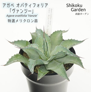 アガベ オバティフォリア「ヴァンジー」 5号黒鉢 四国ガーデン 人気 多肉植物 インテリア 観葉植物 グリーン リラックス 初心者でも育てやすい｜B180