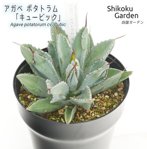 アガベ ポタトラム「キュービック」 5号黒鉢 数量限定 四国ガーデン 人気 多肉植物 インテリア 観葉植物 グリーン リラックス 初心者でも育てやすい｜C45