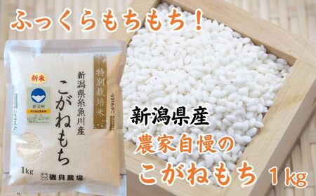【令和8年産】新潟県産 もち米『こがねもち』1kg 令和8年産 ふっくらモチモチ！ 芳醇な甘い香り 磯貝農場【ふるさと納税 米 ブランド米 餅 赤飯 おこわ 糸魚川】磯貝農場