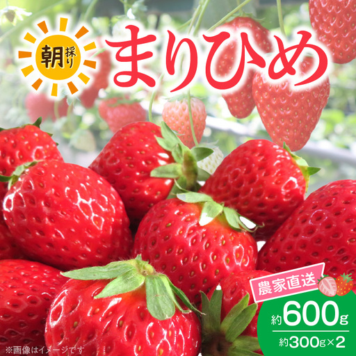 朝摘み 完熟 まりひめ いちご 約300g×2パック (合計約600g)_AB7334