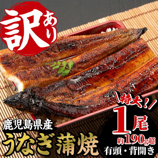 訳あり 鹿児島県産 うなぎ 蒲焼 特大 1尾 うなぎ[00-025-19-90]