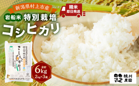 【令和8年産米】【精米即日発送】 新潟県村上市桃川産 特別栽培 コシヒカリ 6kg（2kg×3袋）　A4209