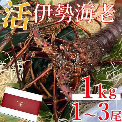 [ 予約受付 令和8年9月16日以降発送 ]室戸市産活伊勢海老 1kg レシピ、軍手付き 伊勢エビ 伊勢えび イセエビ えび 海老
