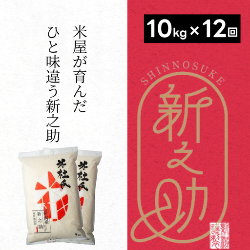 【令和8年産新米】【12ヶ月定期便 】 特別栽培米 新之助 10kg (5kg×2袋)×12回 米杜氏 壱成 白米 精米 大粒 つや 光沢 弾力 芳醇 新米 1H30336