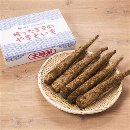 掘ったままの大和芋　約2kg×1ケース_野菜  いも イモ 芋_【配送不可地域：離島】【1210035】