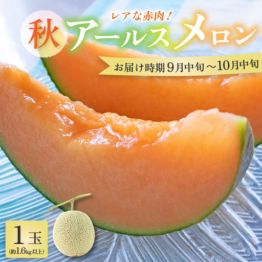 【先行予約】【赤肉】秋 アールスメロン 1玉（約1.6kg以上） 高級メロン！ ／ マスクメロン 大玉 果物 フルーツ 夏 ギフト 農家直送 ※2026年9月中旬以降発送  [aw065-a010]